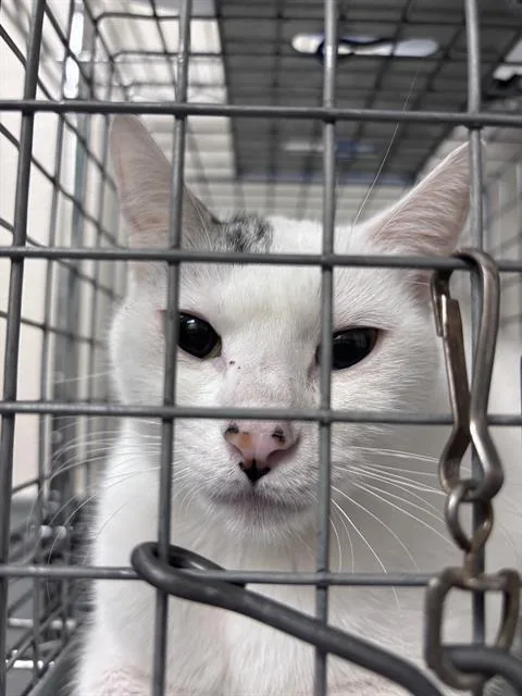 A young small-sized female Domestic Short Hair cat named Stimley for adoption in Las Vegas, NV