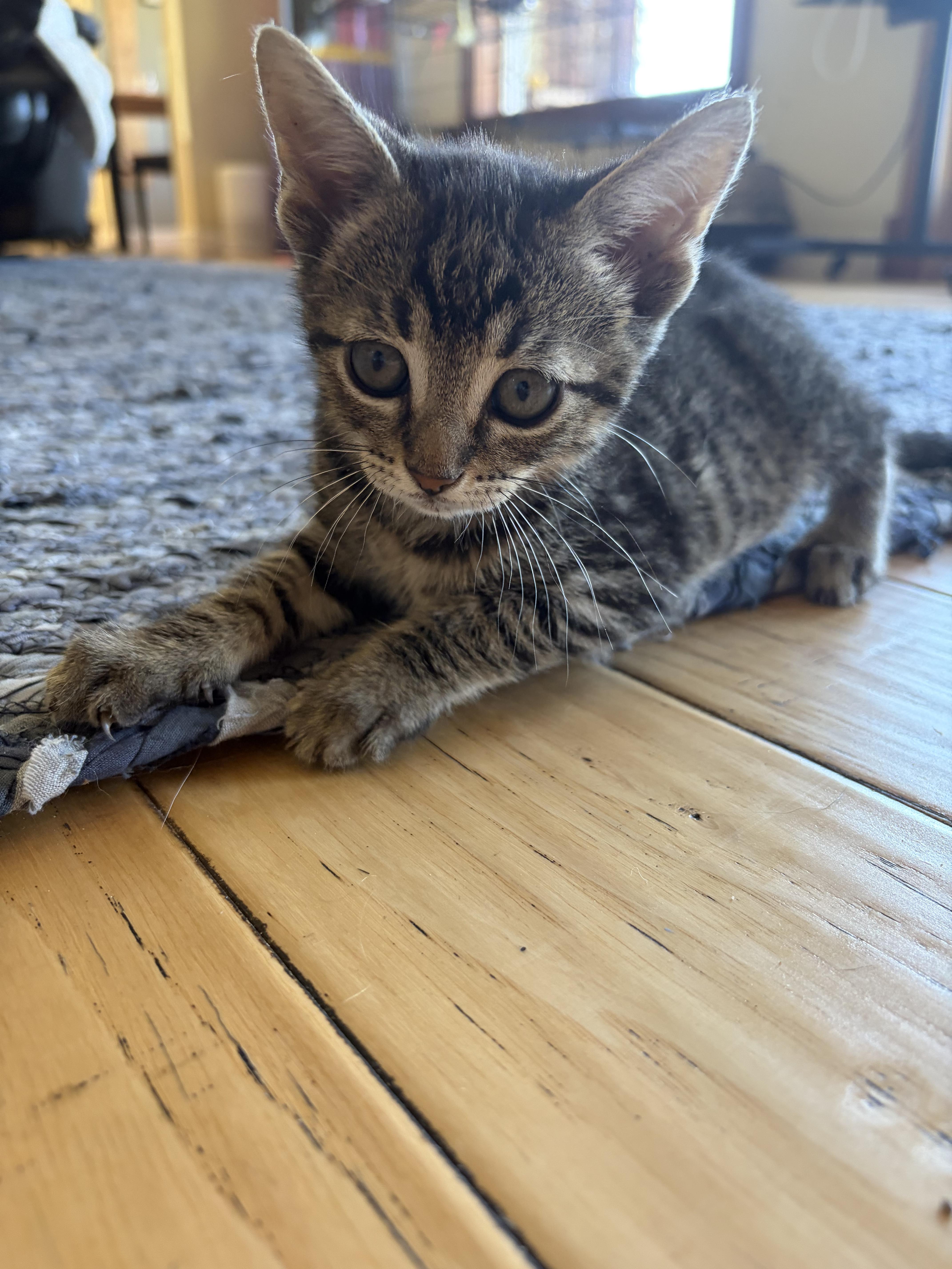 A young small-sized male Tabby (Gray / Blue / Silver) Domestic Short Hair cat named Possum for adoption in Santa Cruz, CA