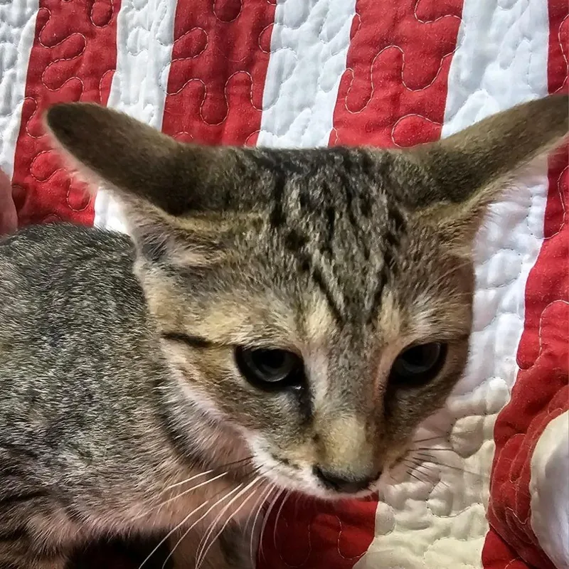 Juno thumbnail 2