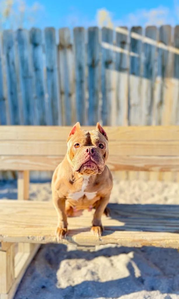 Roxie
