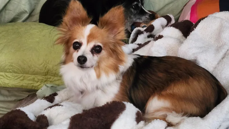 A senior small-sized female White / Cream Papillon dog named Lexie for adoption in Burlington, NC