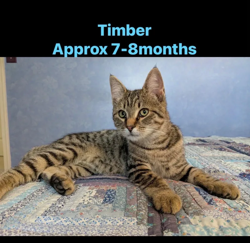 A young medium-sized male Domestic Short Hair cat named Timber for adoption in oxford, PA