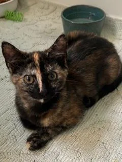 A baby small-sized female Dilute Tortoiseshell Domestic Short Hair cat named Chai for adoption in Belmont, NC