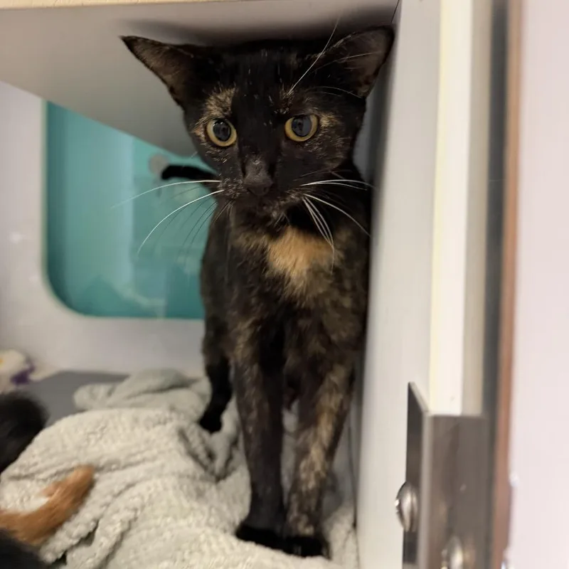 An adult medium-sized female Tortoiseshell Domestic Short Hair cat named Perla for adoption in Lake Jackson, TX