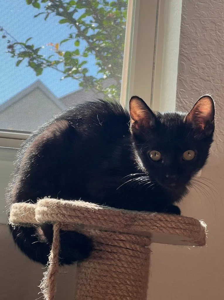 Jet