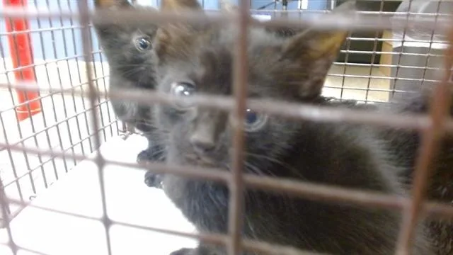 A baby small-sized female Domestic Short Hair cat named Snikers for adoption in Miami, FL