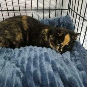 A baby small-sized female Tortoiseshell Domestic Short Hair cat named Tawny for adoption in Greenwood, IN