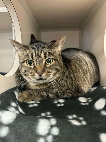 An adult small-sized female Domestic Short Hair cat named Lou Lou for adoption in Bowling Green, KY