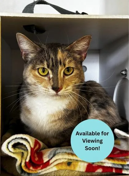 An adult medium-sized female Domestic Short Hair cat named Lucy for adoption in Kalispell, MT