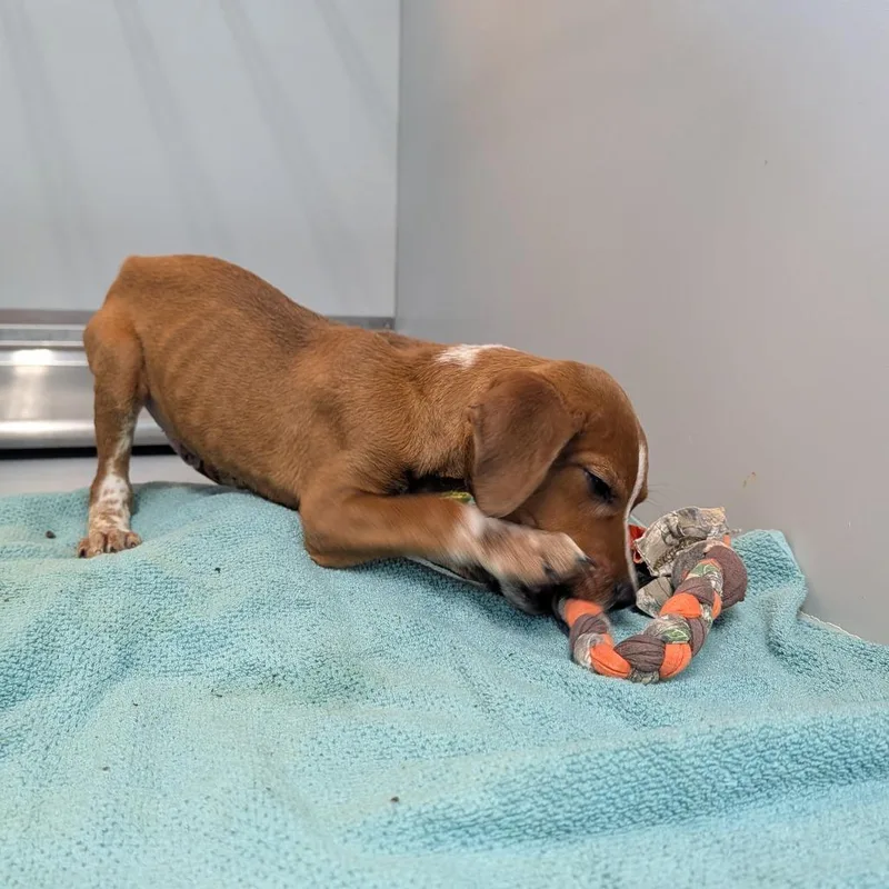 A baby medium-sized male Golden Mixed Breed dog named Ice Cube for adoption in Cape Girardeau, MO
