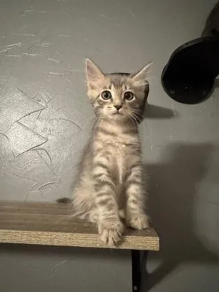 A baby medium-sized male Tabby (Gray / Blue / Silver) Domestic Medium Hair cat named Rigatoni for adoption in Edmond, OK