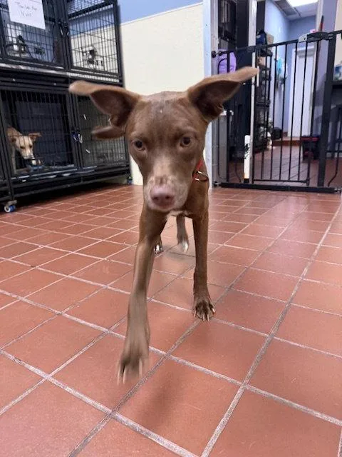 A baby medium-sized female Labrador Retriever dog named Polly for adoption in Lake Hopatcong, NJ