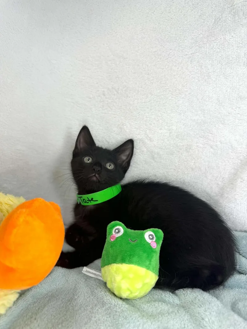 A baby medium-sized male Domestic Short Hair cat named Tate for adoption in Tavares, FL