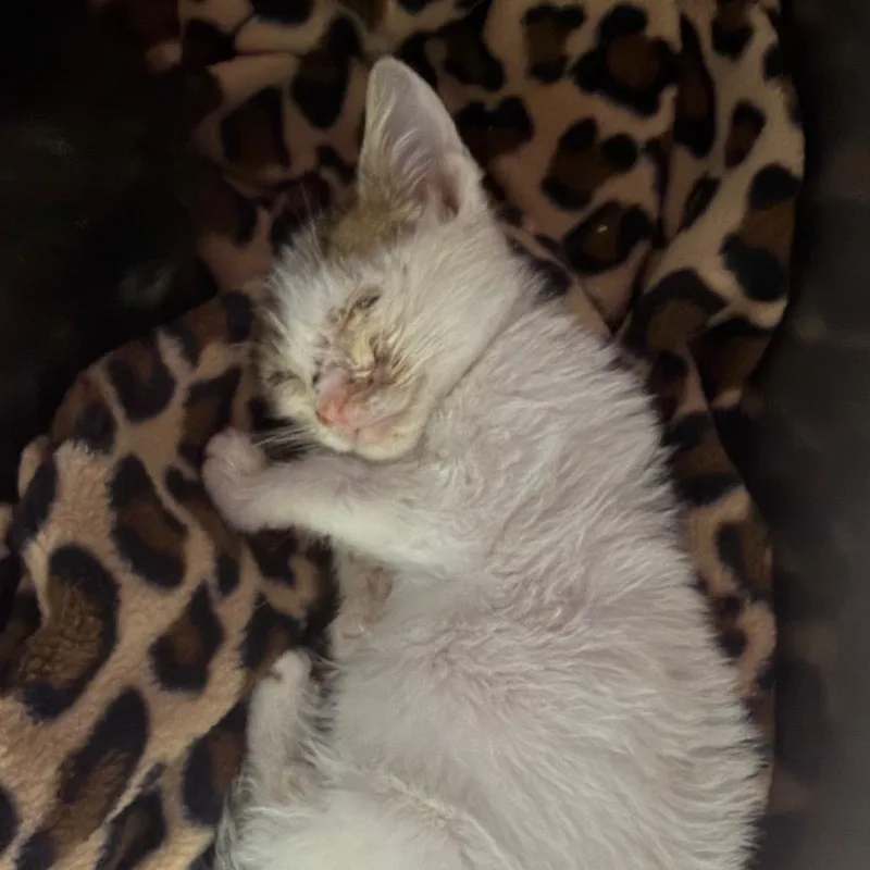 A baby small-sized female White Domestic Short Hair cat named Zara for adoption in Summerville, SC