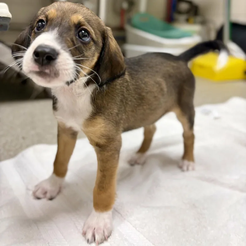 A baby medium-sized male English Springer Spaniel dog named Kitchi for adoption in Whitehall, PA