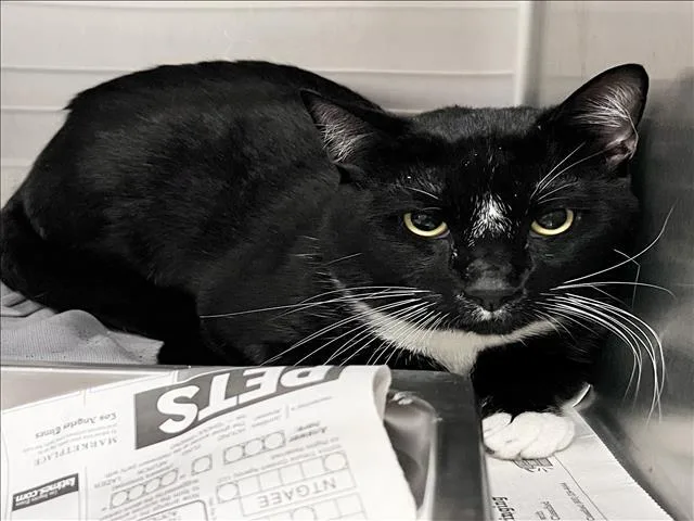 An adult large-sized male Domestic Short Hair cat named Bear for adoption in Los Angeles, CA