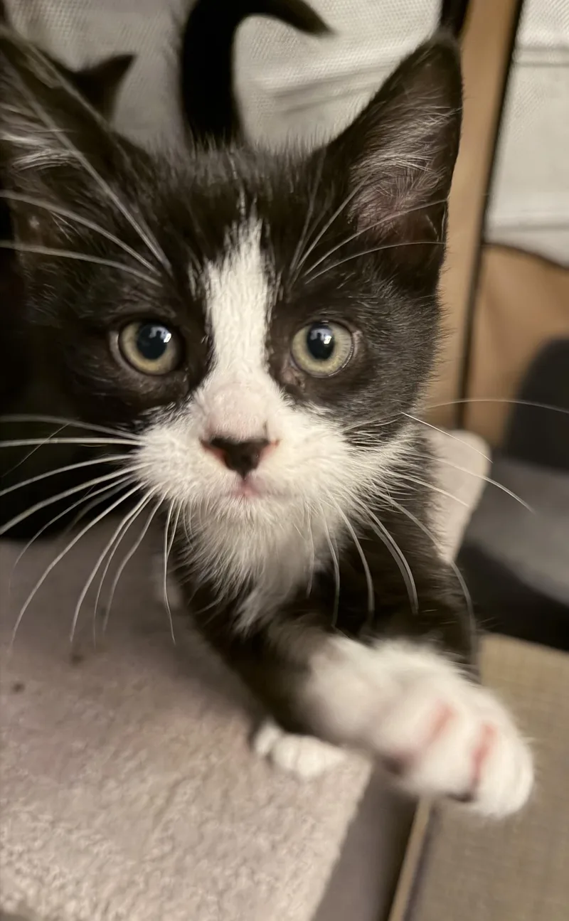 A baby medium-sized male Domestic Short Hair cat named Tom for adoption in Ephrata, WA