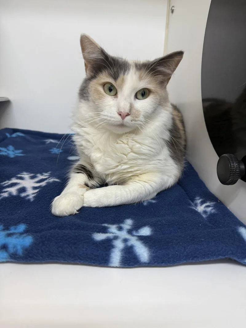 A young medium-sized female Domestic Medium Hair cat named Auryn yrs for adoption in Sterling, MA