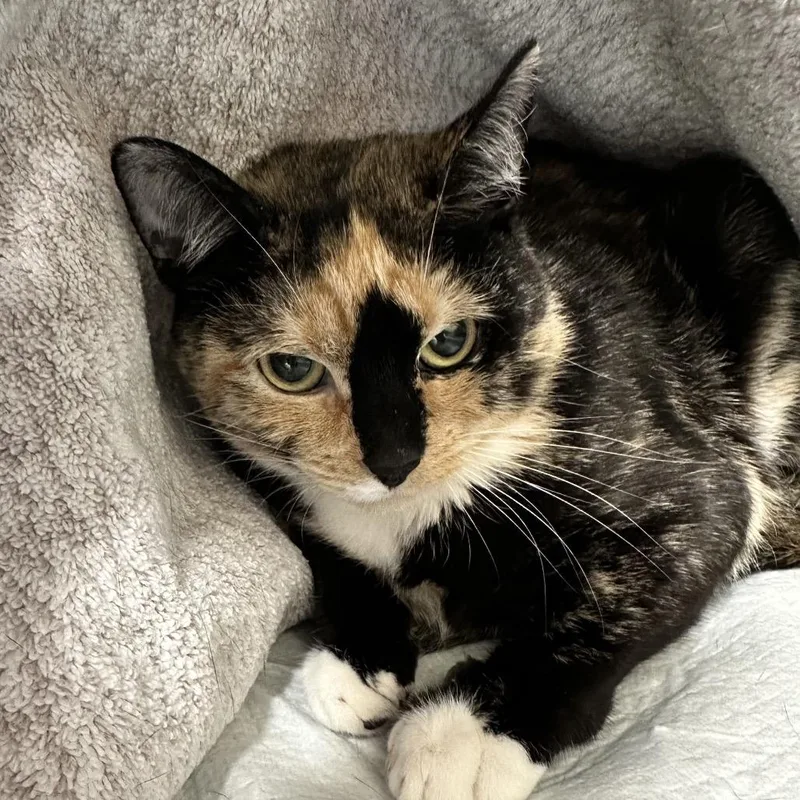 An adult medium-sized female Tortoiseshell Domestic Short Hair cat named Tori for adoption in Galax, VA