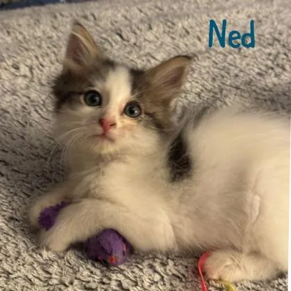 Ned