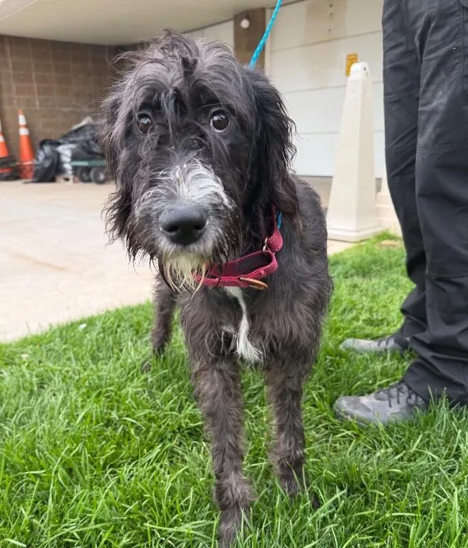 A young medium-sized female Black Standard Poodle dog named Toni for adoption in Fruit Heights, UT