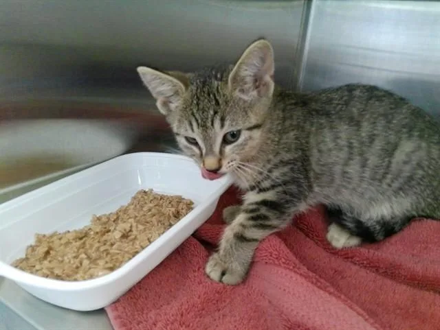 A baby medium-sized male Domestic Short Hair cat named Tiger for adoption in Kalamazoo, MI