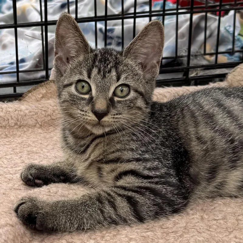 A baby medium-sized male Tabby (Gray / Blue / Silver) Tabby cat named Sloan for adoption in Harrisburg, PA