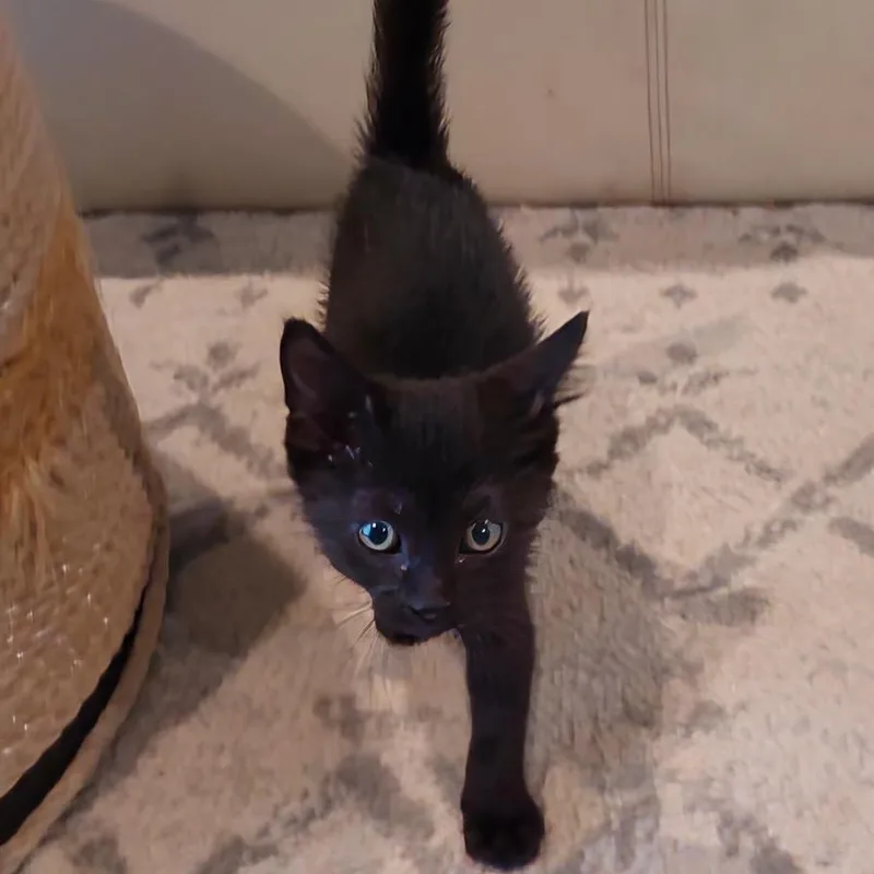 A baby small-sized male Black American Shorthair cat named Bill Nye The Science for adoption in Boerne, TX