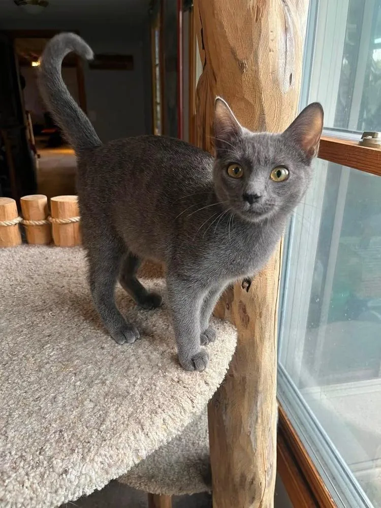 A baby small-sized male Gray / Blue / Silver Domestic Short Hair cat named Sam for adoption in Albany, WI
