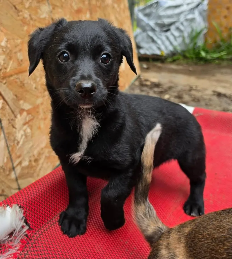 A baby medium-sized female Black Dachshund dog named PopIt for adoption in Silvana, WA