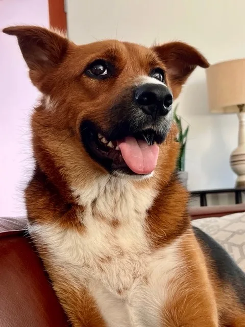 A young medium-sized female Tricolor (Brown, Black, & White) Shepherd dog named Artemis for adoption