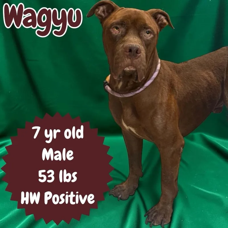 Wagyu