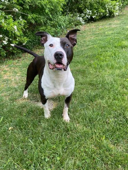 An adult large-sized male Mixed Breed dog named Mc Taylors Choice for adoption in Spruce Pine, NC