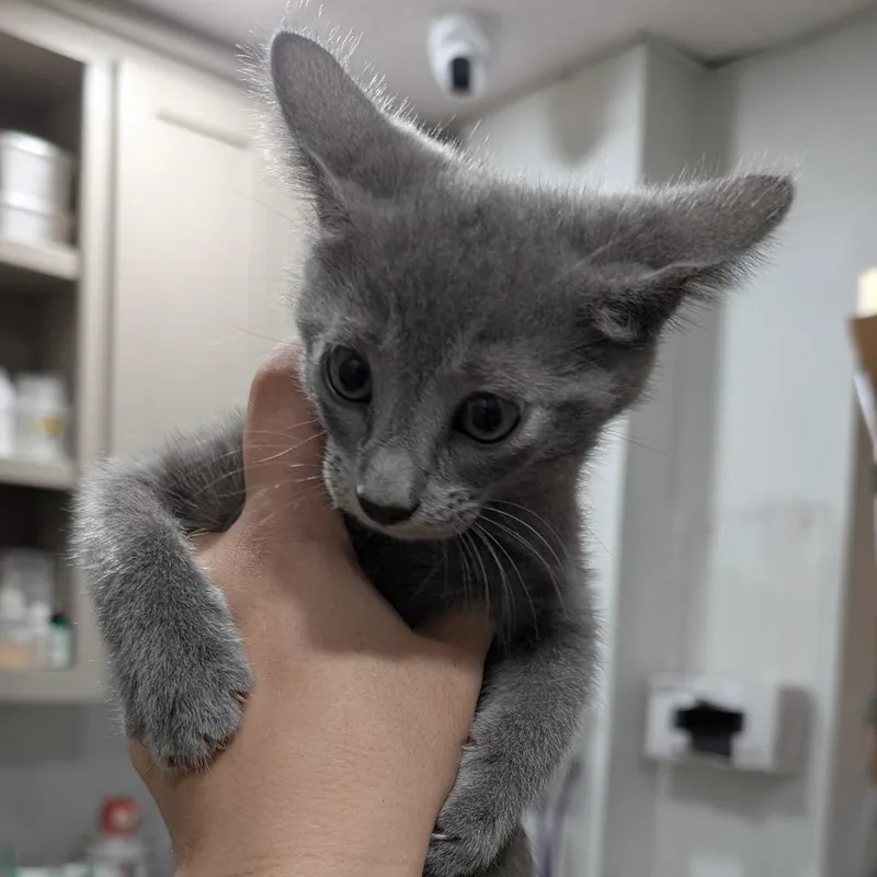 A baby small-sized male Gray / Blue / Silver Domestic Short Hair cat named Lewey for adoption in Buchanan Dam, TX