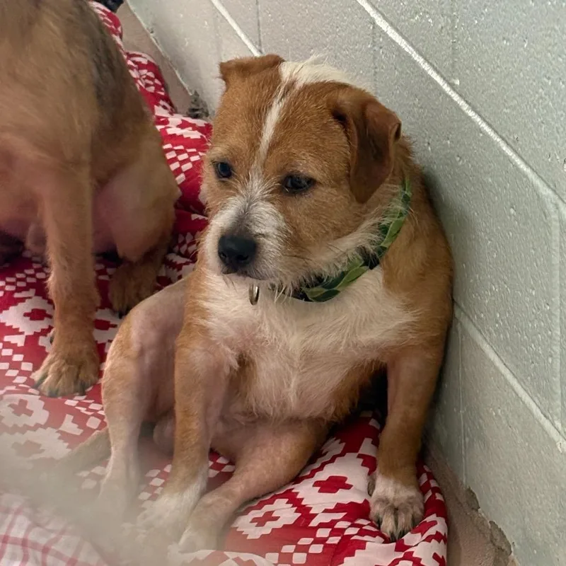 A young medium-sized male Mixed Breed dog named Oliver for adoption in Newark, NJ