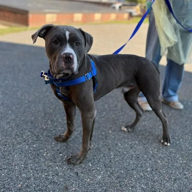 A young large-sized male Pit Bull Terrier dog named Caylex for adoption in Boston, MA