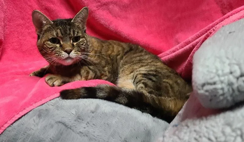 Cinnamon thumbnail 2