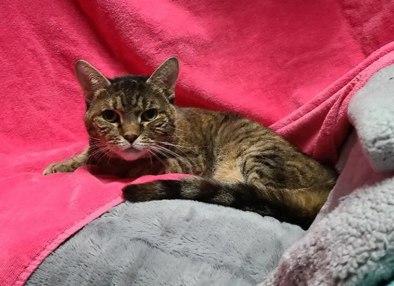 Cinnamon thumbnail 3