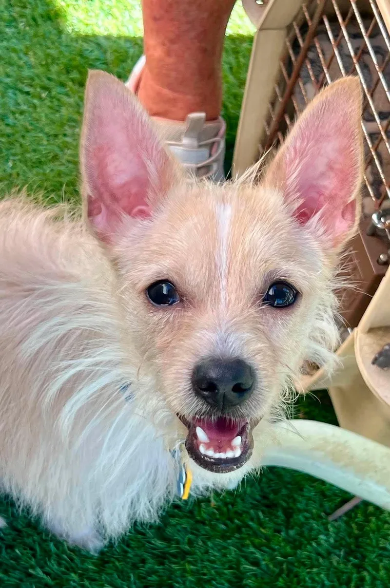 A young small-sized male Terrier dog named Ace for adoption in Roseville, CA