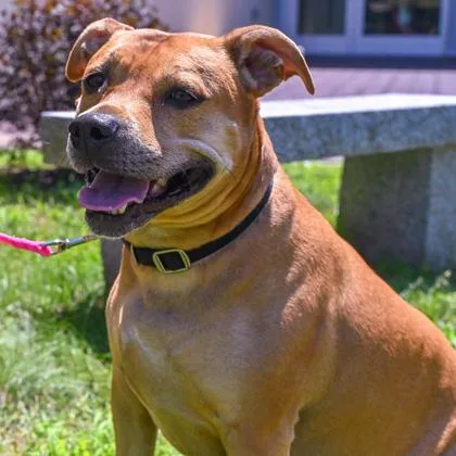 An adult medium-sized female Brown / Chocolate Pit Bull Terrier dog named Stella in Maine for adoption in Cumberland, ME