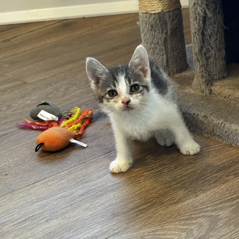 A baby medium-sized female Gray & White Domestic Short Hair cat named Spirit for adoption in Moriches, NY
