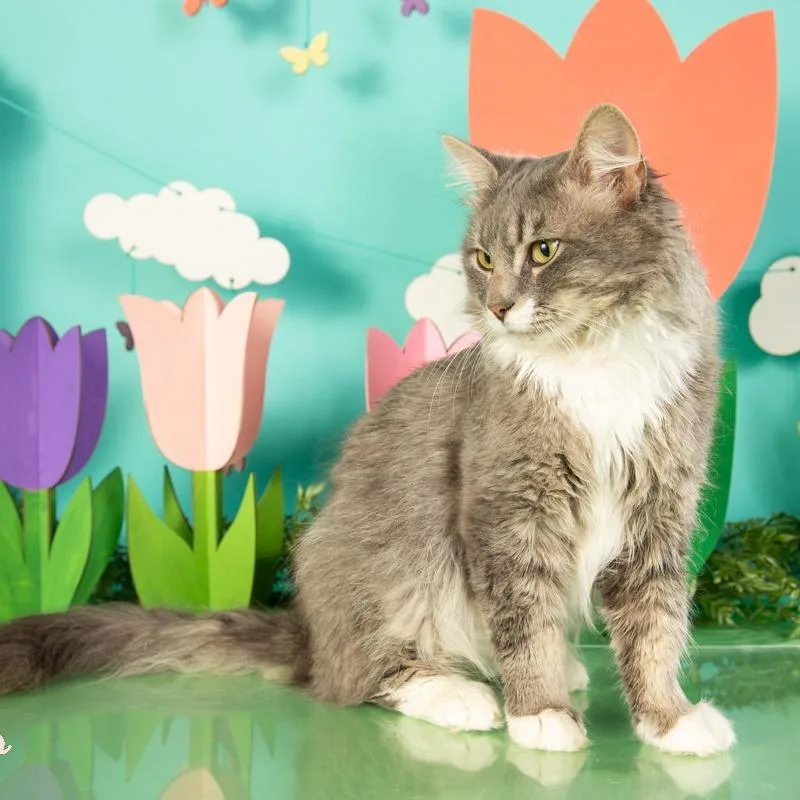A young small-sized male Gray / Blue / Silver Domestic Medium Hair cat named Fabio for adoption in Springfield, MO