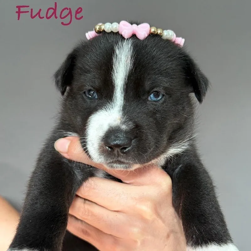A baby medium-sized female Black Husky dog named Fudge for adoption in Oceanside, CA