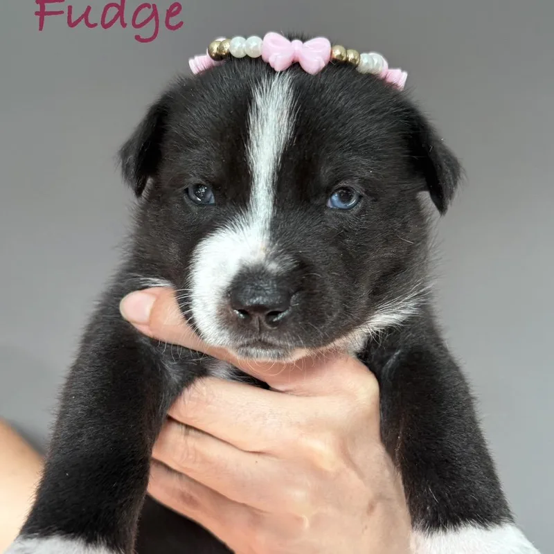 Fudge thumbnail 2