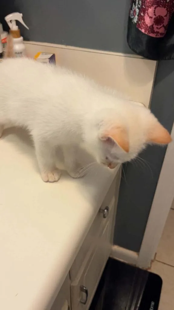 A baby small-sized male Domestic Short Hair cat named Mirth for adoption in Newnan, GA