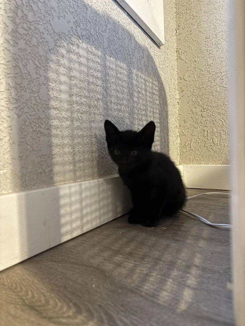 A baby small-sized male Black Domestic Short Hair cat named Beetle Bonded with Juice for adoption in Coralville, IA
