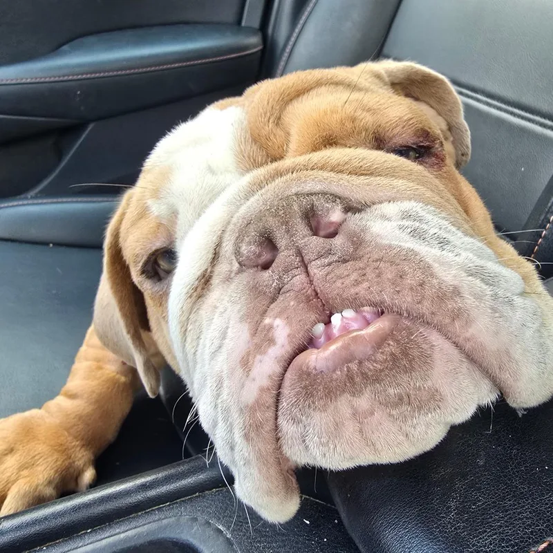 A young medium-sized male English Bulldog dog named Debo for adoption in Huber Heights, OH
