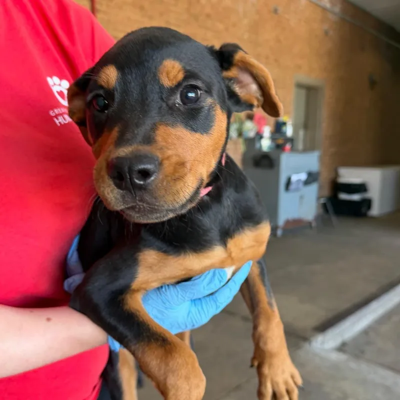 A baby small-sized female Black Rottweiler dog named Reba for adoption in Birmingham, AL