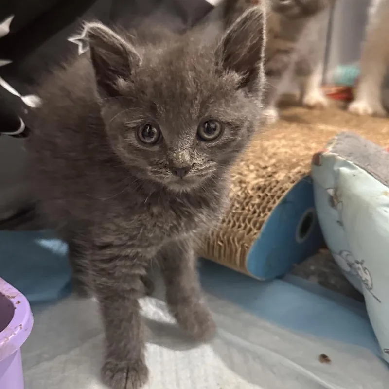 A baby small-sized female Gray / Blue / Silver Domestic Short Hair cat named Pearl for adoption in Newark, NJ