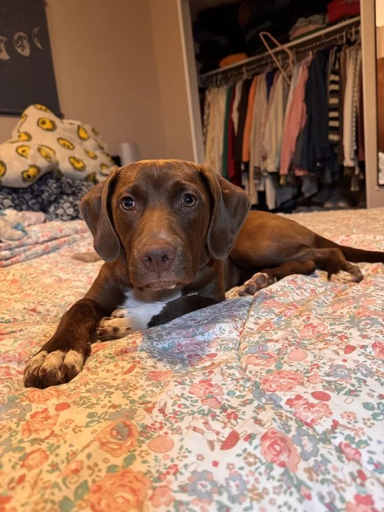 A young large-sized female Labrador Retriever dog named Cocoa Bear for adoption in Lansing, MI